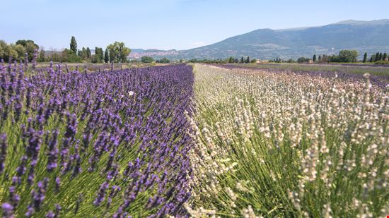 Festa della lavanda ad Assisi Assisi